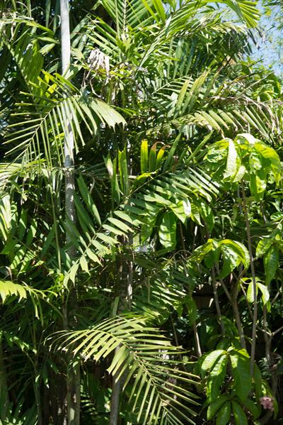Ptychosperma macarth