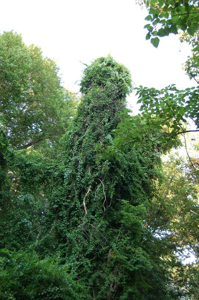 Pueraria