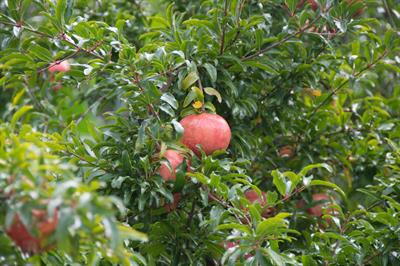 Punica granatum - انار