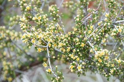 Purshia tridentata