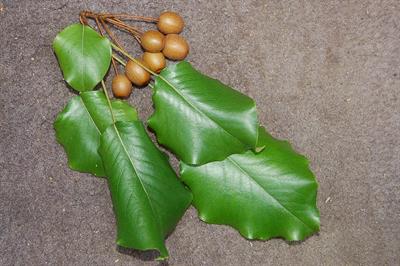 Pyrus calleryana - گلابی کالری