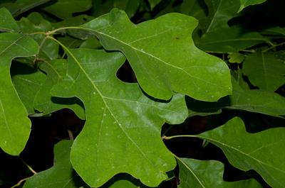 Quercus