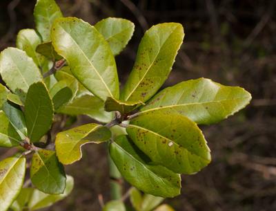 California live oak، بومی کالیفرنیا