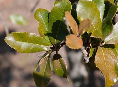 Quercus agrifolia