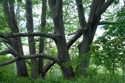  Quercus alba بلوط سفید بومی شرق امریکا