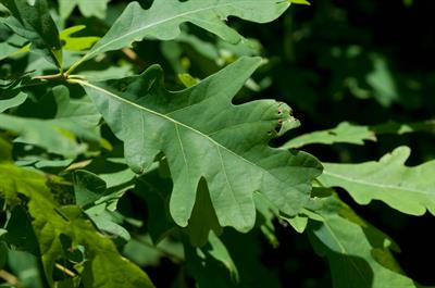 Quercus alba