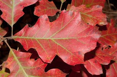White Oak
