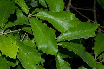Quercus bicolor - بلوط سفید مردابی