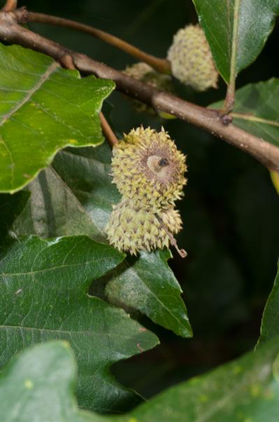 Quercus bicolor