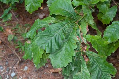 Quercus bicolor - بلوط سفید مردابی