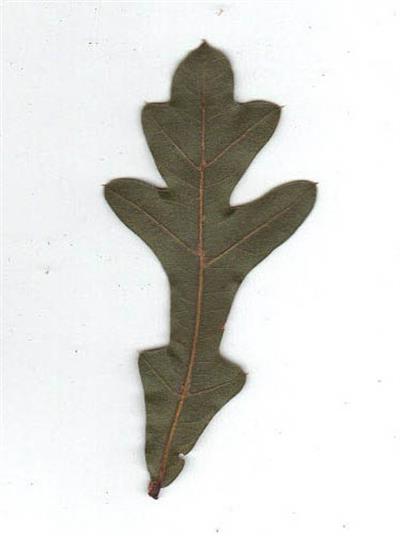 Quercus cerris