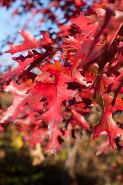 Quercus coccinea - بلوط سرخ