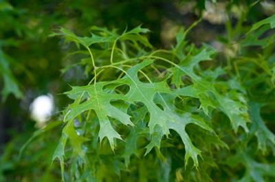 Quercus coccinea - بلوط سرخ