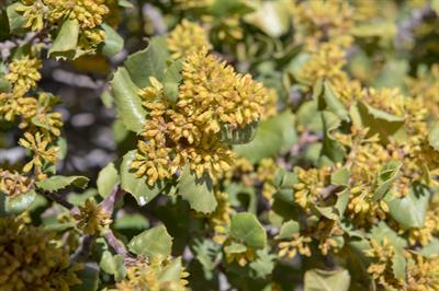 Quercus dumosa