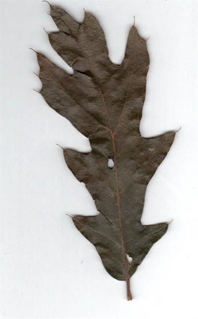 Quercus falcata