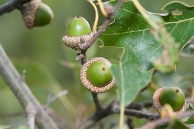 Quercus ilicifolia  بومی شمال شرق کانادا