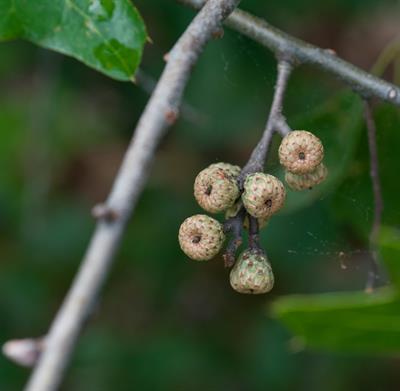 Quercus ilicifolia