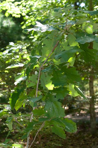 Quercus macrocarpa