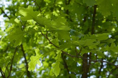 mossycup oak