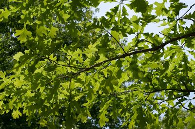 Bur oak