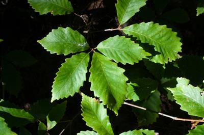Quercus montana