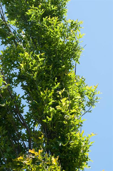 Quercus palustris - بلوط سوزنی