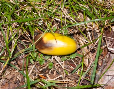 Quercus prinus