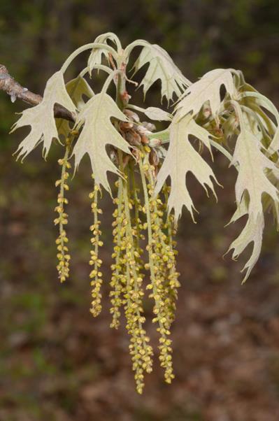 بلوط قرمز شمالی Northern Red Oak