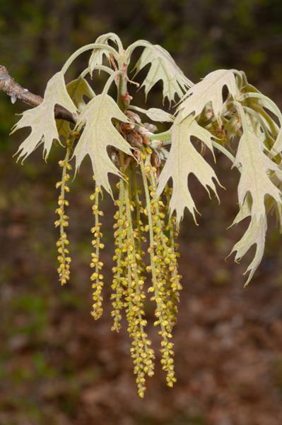 بلوط قرمز شمالی