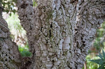 Quercus suber - بلوط چوب‌پنبه‌ای