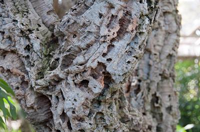 بلوط چوب‌پنبه‌ای