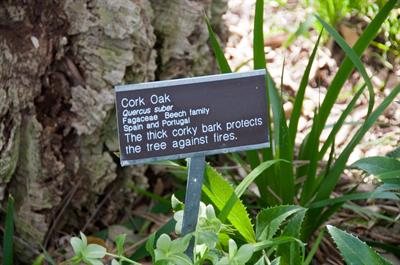 the cork oak