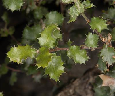 Quercus turbinella