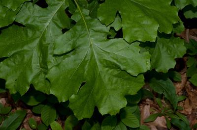 بلوط سیاه شرقی نام یک گونه از سرده بلوط است.