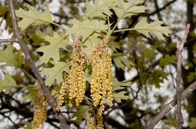 Yellow Oak