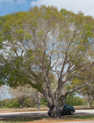 بلوط ویرجینیانا