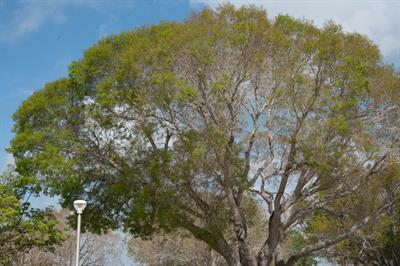 بلوط ویرجینیانا Southern Live Oak