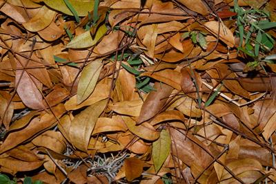 بلوط همیشه‌سبز جنوبی