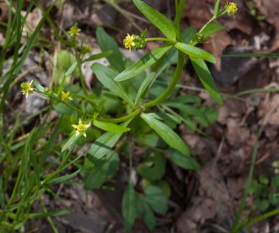 Ranunculus abortivus