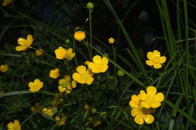 Ranunculus acris
