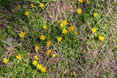 Ranunculus ficaria