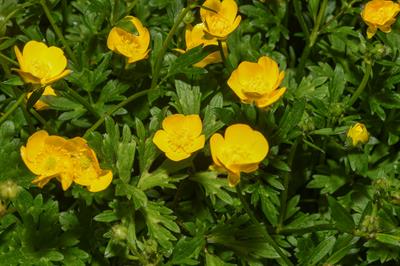 Ranunculus repens
