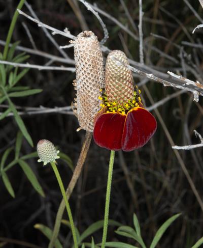 Ratibida columnifera