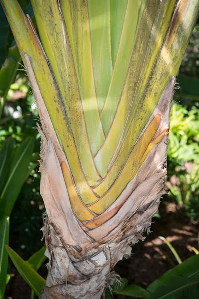 Ravenala madagascari