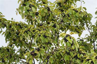 Rhamnus cathartica