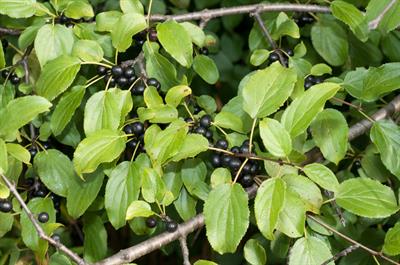 Rhamnus cathartica
