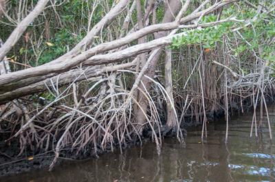 Rhizophora mangle