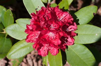 Rhododendron
