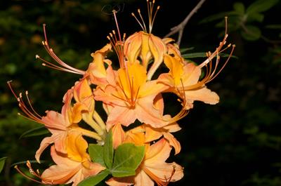 آزالیا Flame Azalea