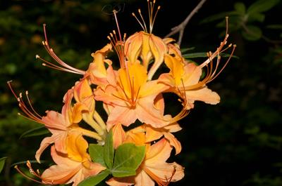 Flame azalea